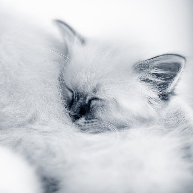 Un gatto che dorme su una coperta bianca.