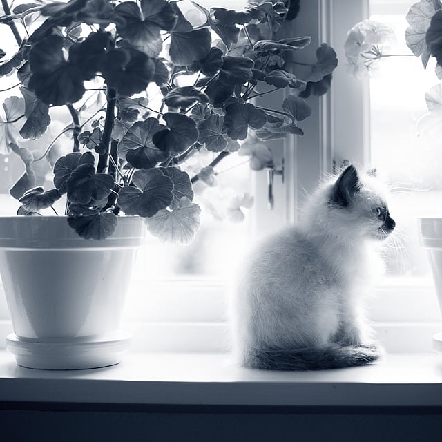Un gatto seduto sul davanzale di una finestra.