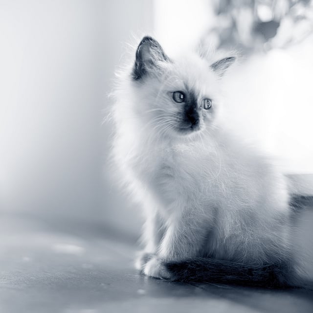 Un gatto seduto su un pavimento.