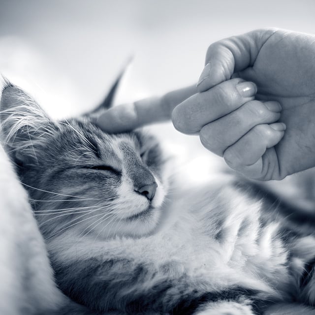 Una mano che tocca un gatto.