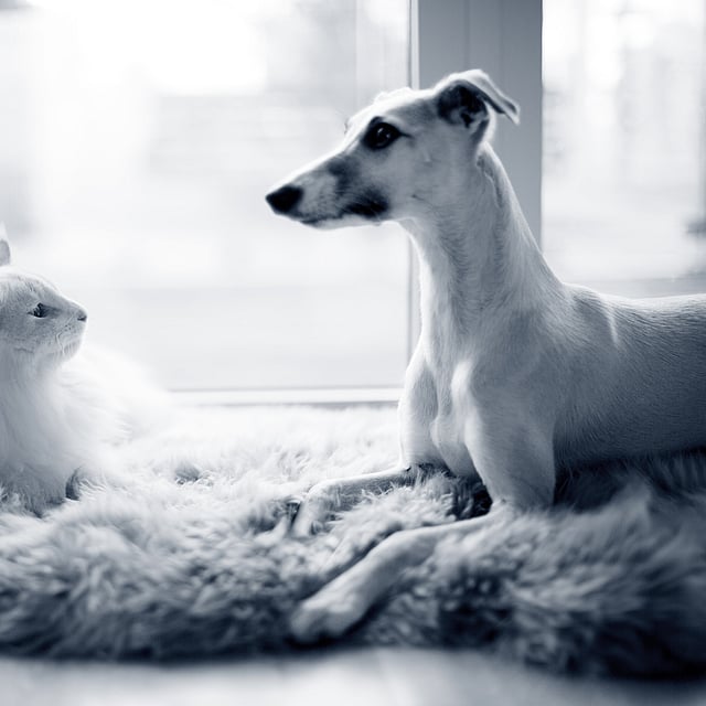 Un cane e un gatto sdraiati su un tappeto.