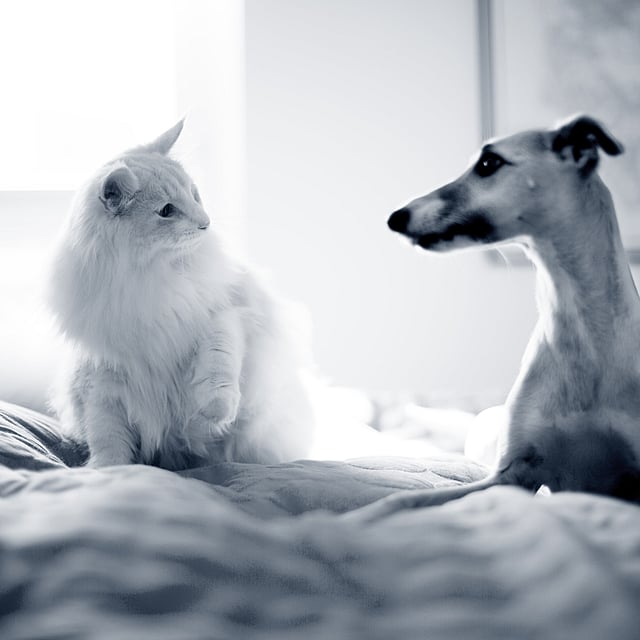 Un gatto e un cane seduti su un letto.