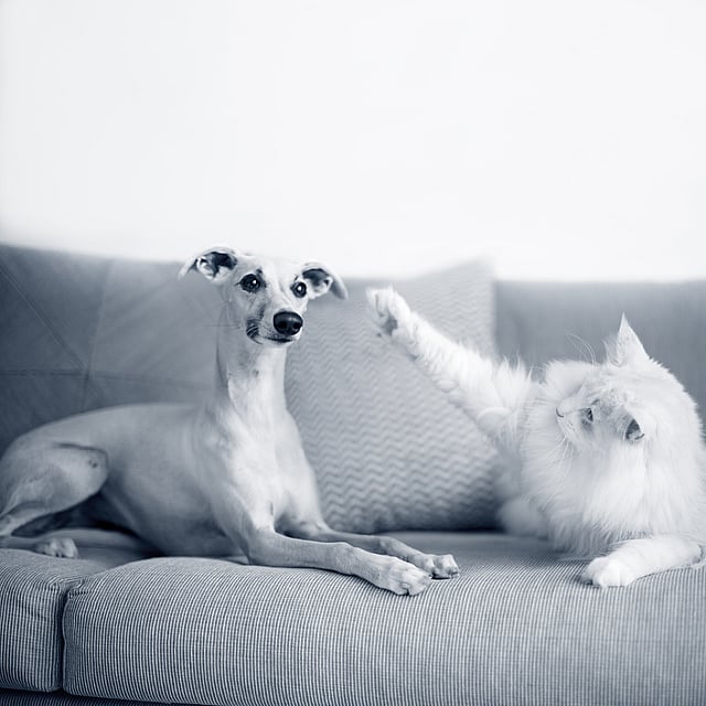 Un cane e un gatto su un divano.