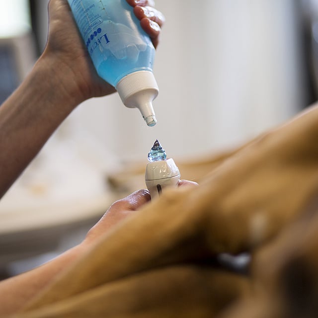 Una persona che versa un liquido blu sulla zampa di un cane.