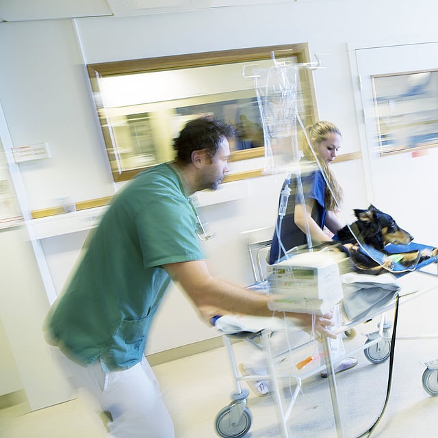 Una persona che spinge un cane su un letto d'ospedale.