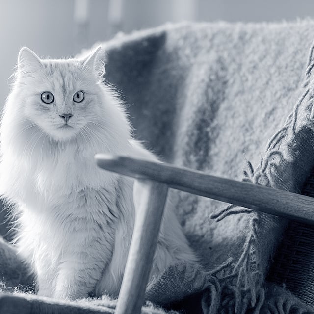Un gatto seduto su una sedia.
