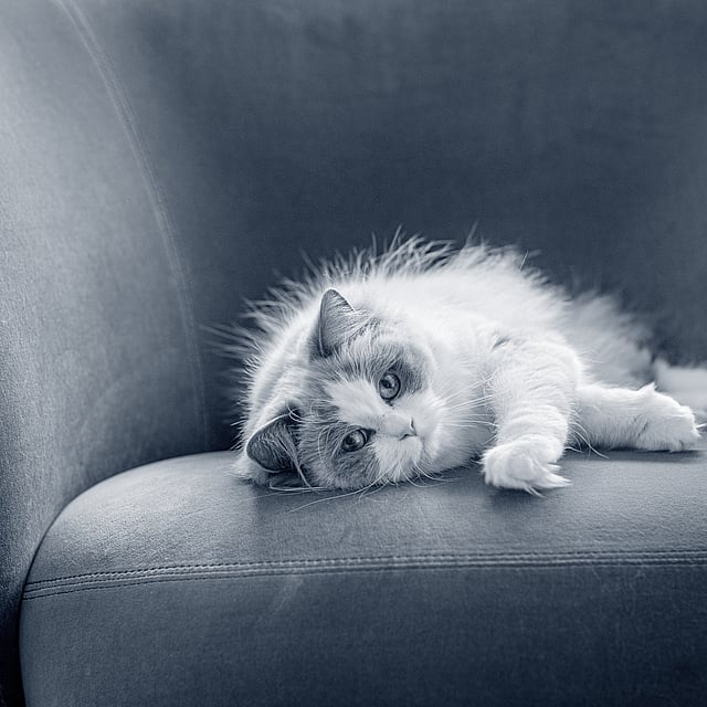 Un gatto sdraiato su un divano.