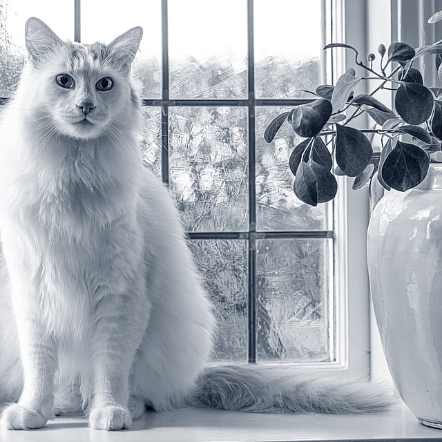Un gatto seduto davanti a una finestra.