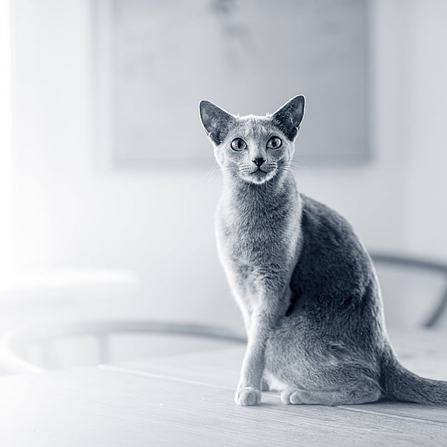 Un gatto seduto su un tavolo.