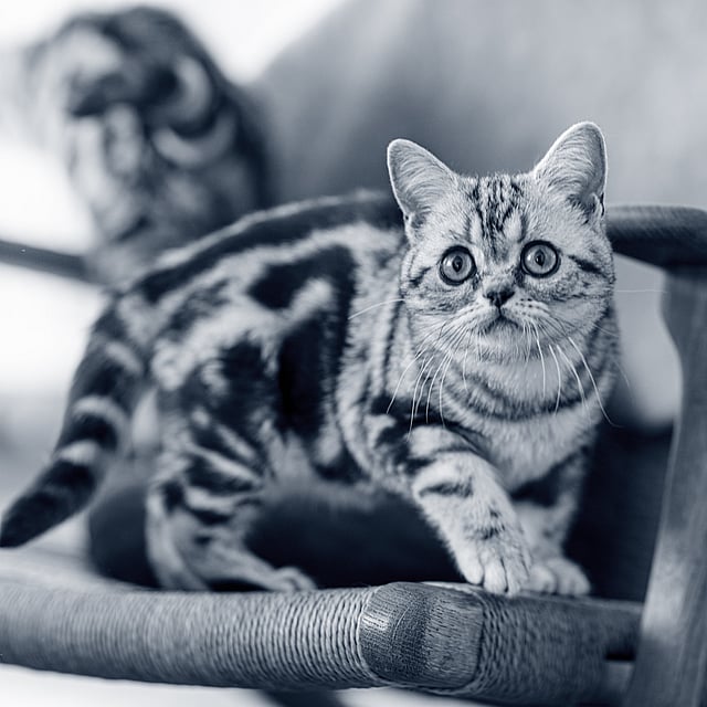 Un gatto in piedi su una sedia.