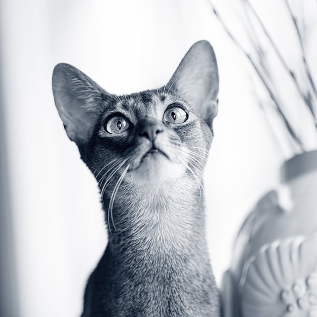 Un gatto che guarda un vaso.