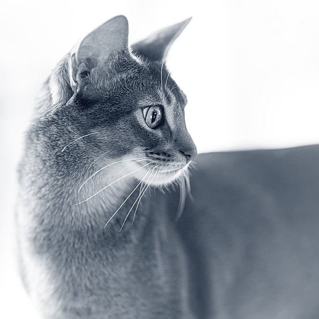 Un gatto che guarda qualcosa.