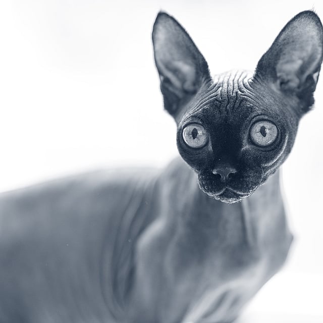 Un gatto senza pelo con grandi occhi.