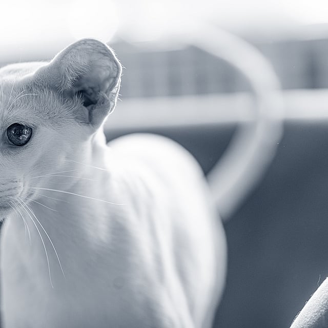 Un gatto che guarda la telecamera.