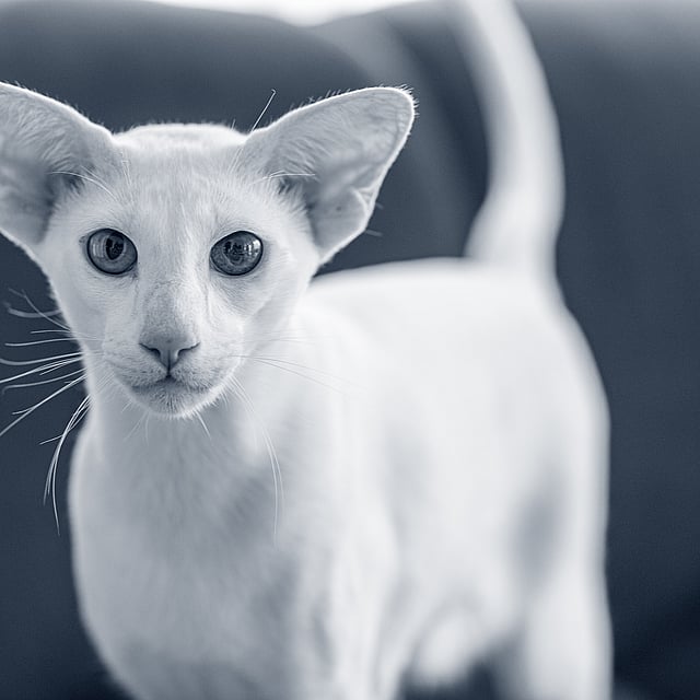 Un gatto bianco con grandi orecchie.