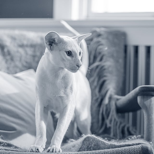 Un gatto in piedi su una sedia.