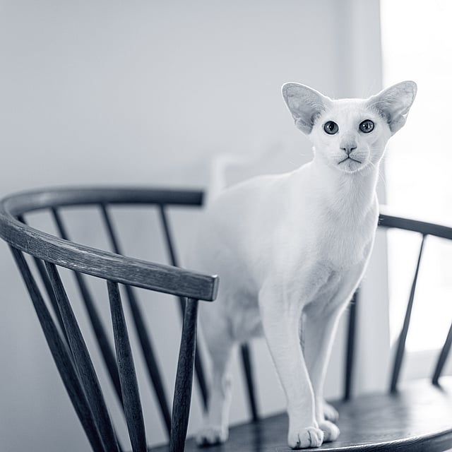 Un gatto seduto su una sedia.
