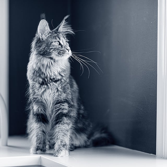 Un gatto seduto su una sporgenza.