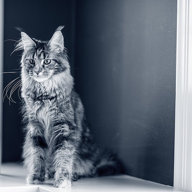 Un gatto seduto sul davanzale di una finestra.