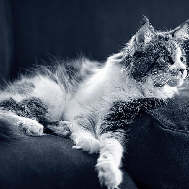 Un gatto sdraiato su un divano.