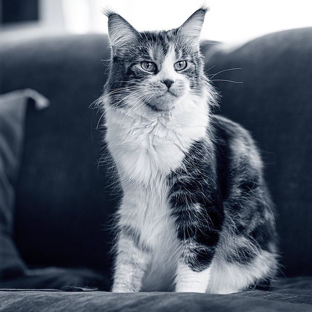 Un gatto seduto su un divano.
