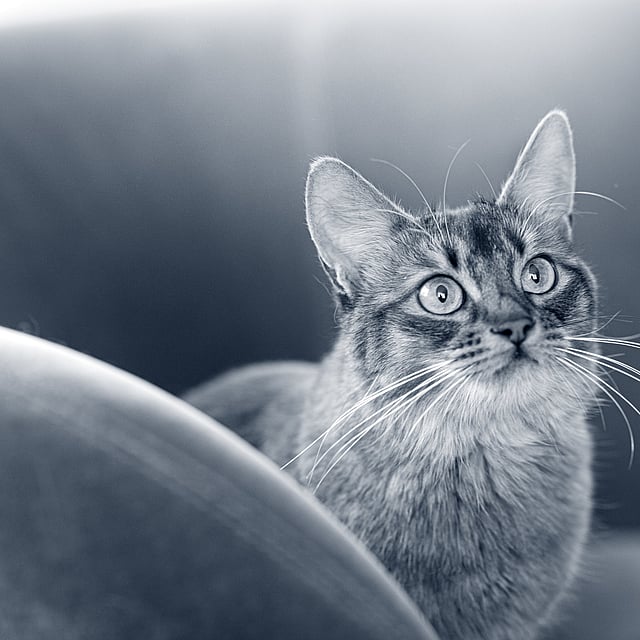 Un gatto che guarda la telecamera.
