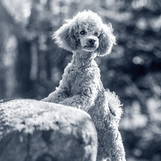 Un cane seduto su una roccia.