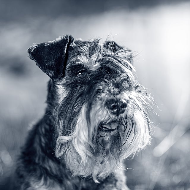 Un cane con un pelo soffice.