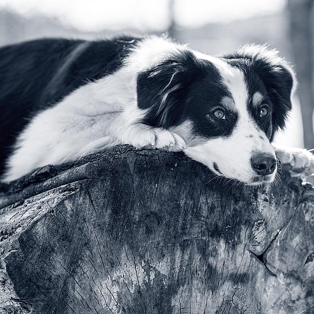 Un cane sdraiato su un ceppo d'albero.