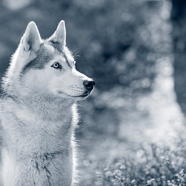 Un cane seduto nell'erba.