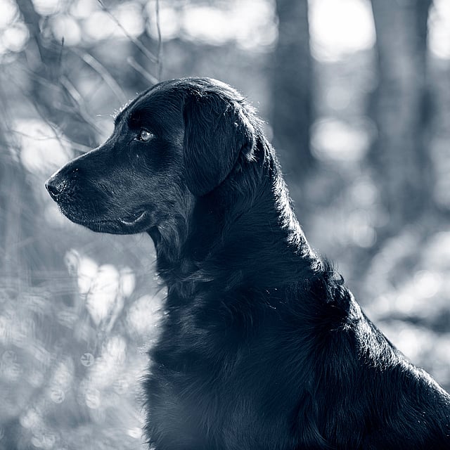 Un cane nero seduto nel bosco.
