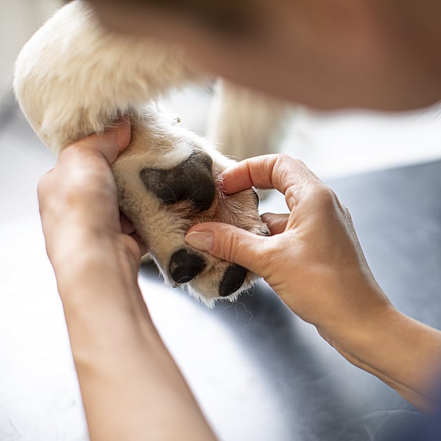 Una persona che tocca il naso di un cane.