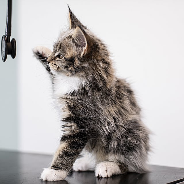 Un gatto in piedi su un tavolo.