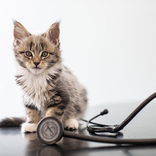 Un gatto seduto accanto a uno stetoscopio.