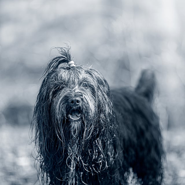 Un cane con il pelo bagnato.