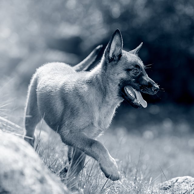 Un cane che corre nell'erba.