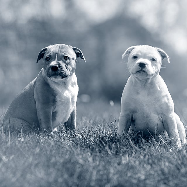 Due cani seduti nell'erba.