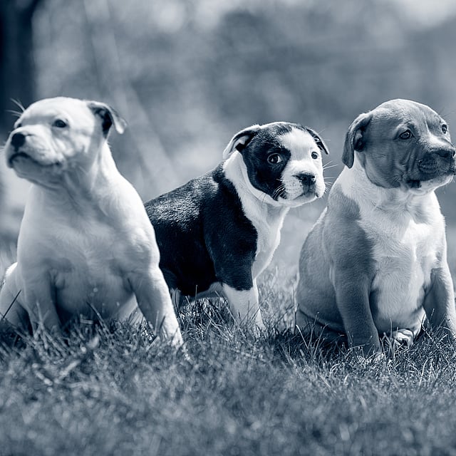 Un gruppo di cani seduti nell'erba.