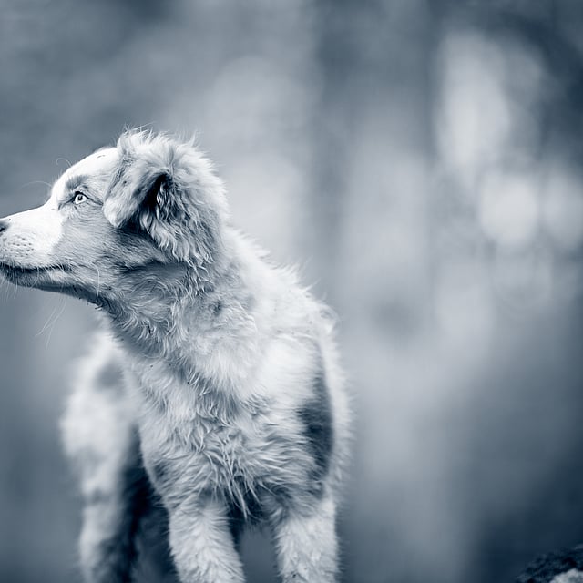 Un cane in piedi fuori che guarda in alto.