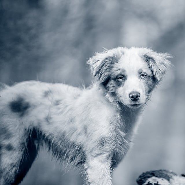 Un cane in piedi su un tronco.