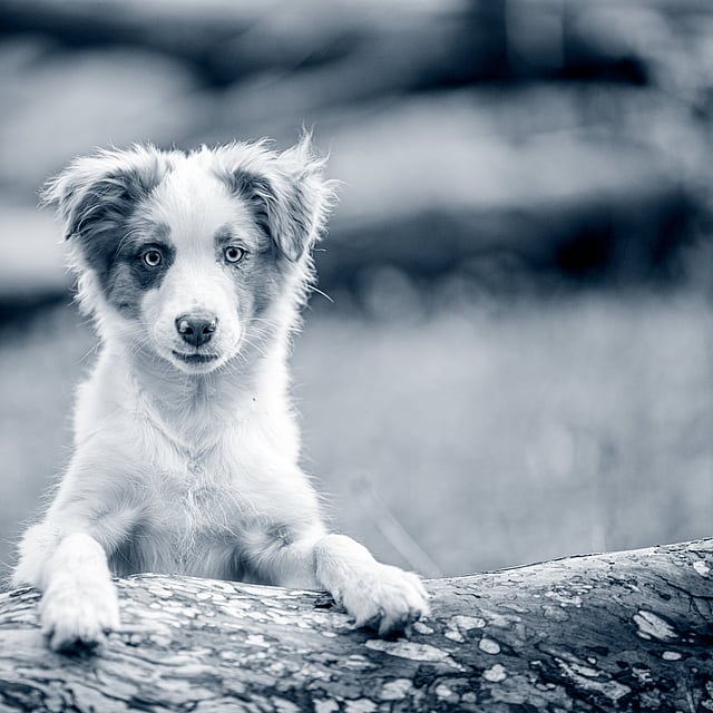 Un cane in piedi su un tronco.
