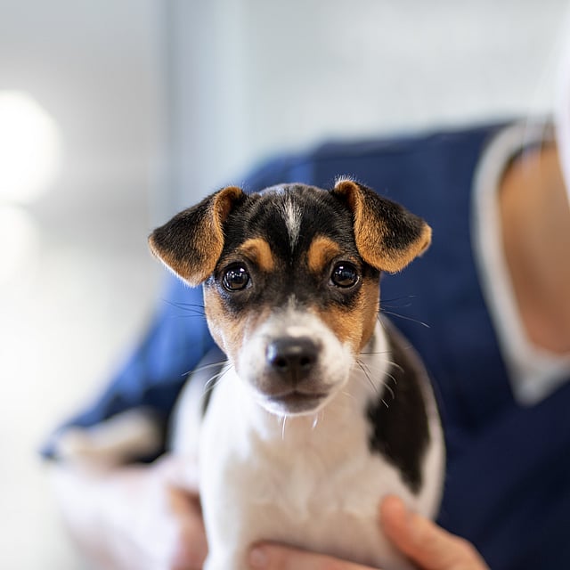 Una persona che tiene in braccio un cane.