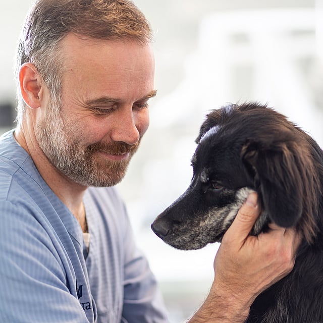 Una persona che accarezza un cane.