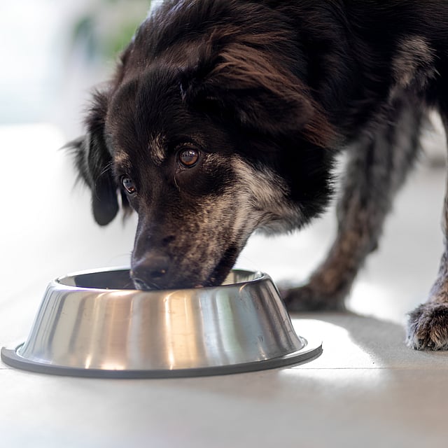 Un cane che mangia da una ciotola.
