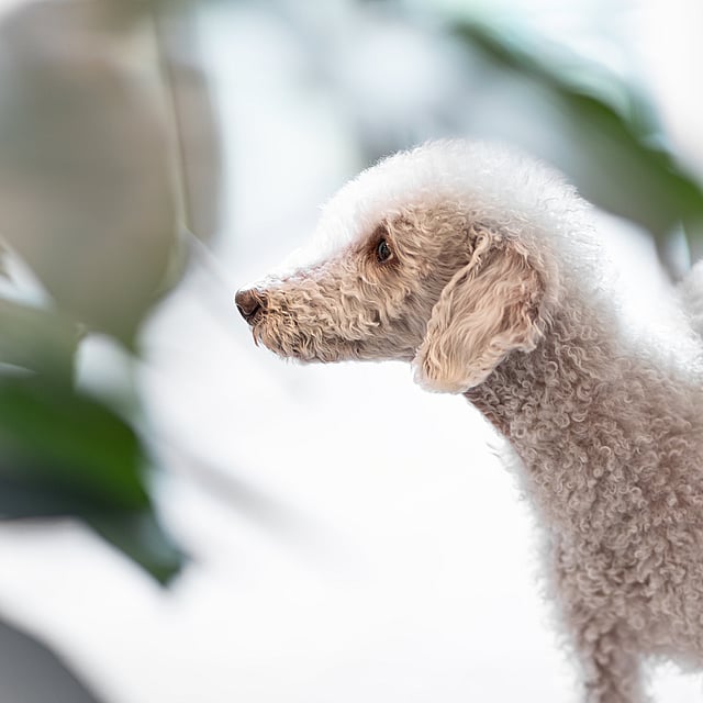Un cane che guarda fuori da una finestra.