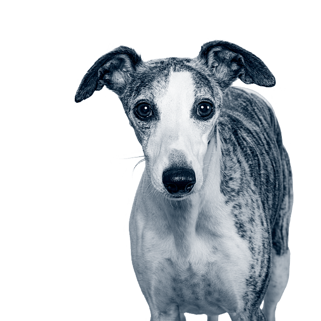 Un cane che guarda la telecamera.