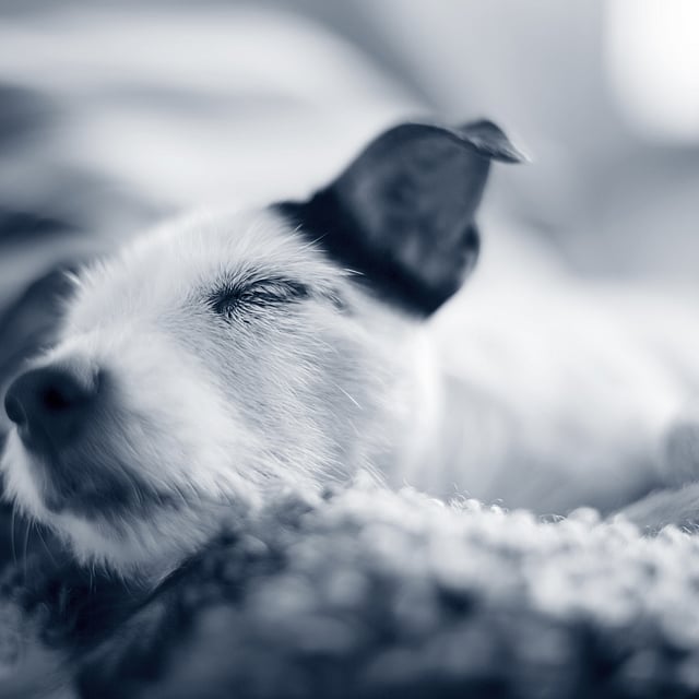Un cane sdraiato su una coperta.