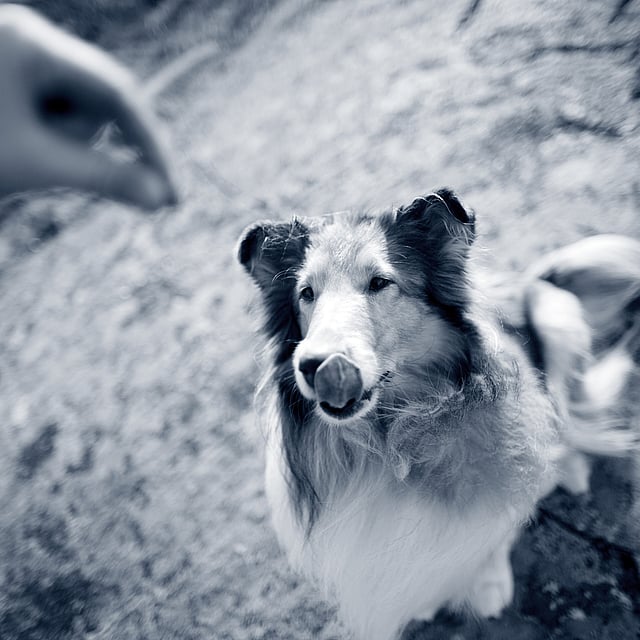 Un cane che guarda la mano di una persona.