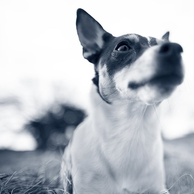 Un cane che guarda la telecamera.