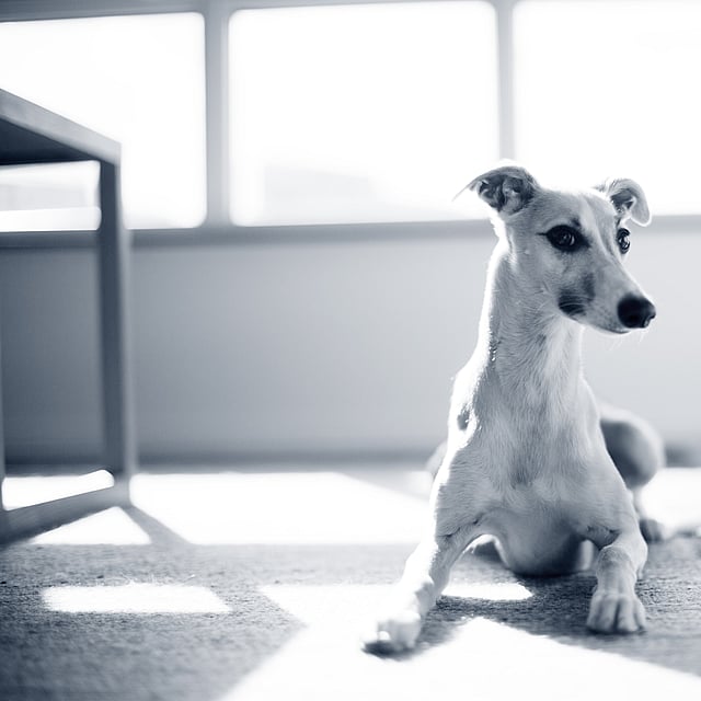 Un cane sdraiato sul pavimento.